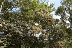 Symplocos cochinchinensis subsp. laurina